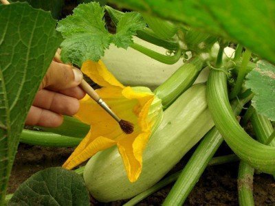Saving seeds for some types of vegetables is easy, but for some you have to know what you are doing. Squash blossoms like this are hand pollinated and bagged for each individual squash that you want to save seeds from. Otherwise they could be "crossed" with other varieties in the garden. 