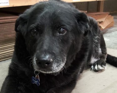 A Visit to Talon Grips Mauka, the Senior K-9 Advisor. Any company gets extra points for having a dog on staff!