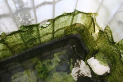 This is the mess that was inside my water tank after a year and a half of neglect. I suspect the water wouldn't have tasted great, but no, I didn't taste it. Other than the algae it was crystal clear, and still better than having to leave to try to get some water. 