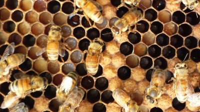 I didn't get into the lifecycle of the bee for this article, because there is plenty of information online and in books. You can see the bee larva in the cells here. Bees take meticulous care of their young. 