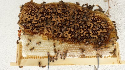 This was one of the frames from my Warre hive early on. The bees thrived, but they really haven't been productive, despite months of feeding to build the initial comb. I don't see an advantage to the top bar style hives whatsoever. The goal is to produce honey. 