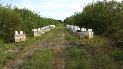 He dropped a total of 88 hives on what I think is either public or railroad land near large orange groves. Orange blossom honey sells at a premium. He lost about a dozen hives over this experiment from what I saw, possibly to theft. 