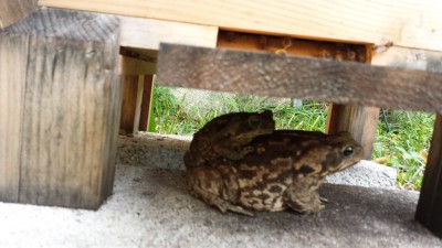 This giant toad, and it's offspring, used to hang out under the Warre hive waiting for bees. It is endemic of what survival will bee like I think.  