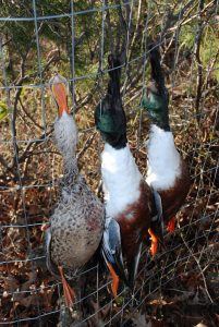 Beginner’s Guide to Duck Hunting: Top Tips for Waterfowling Once you have your kills, the next step is to properly clean them.