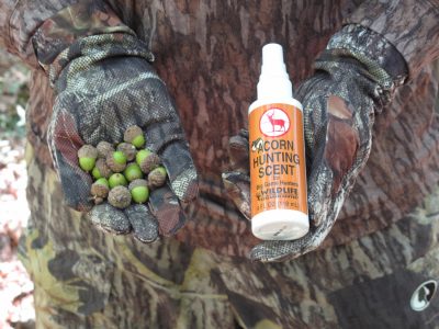 Protein-rich acorns are a deer’s favorite foods. Enhance the benefit of their presence by spraying the area with an attractant spray.