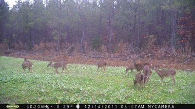 Big groups of does caught on camera after mid-November signals the rut is definitely winding down or even over.