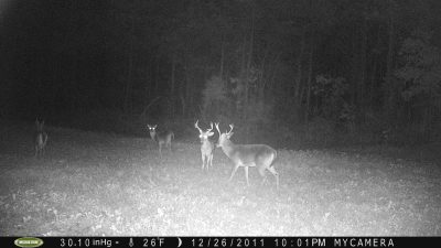 Keep cameras running even after hunting season ends to take an inventory of the bucks for next year.