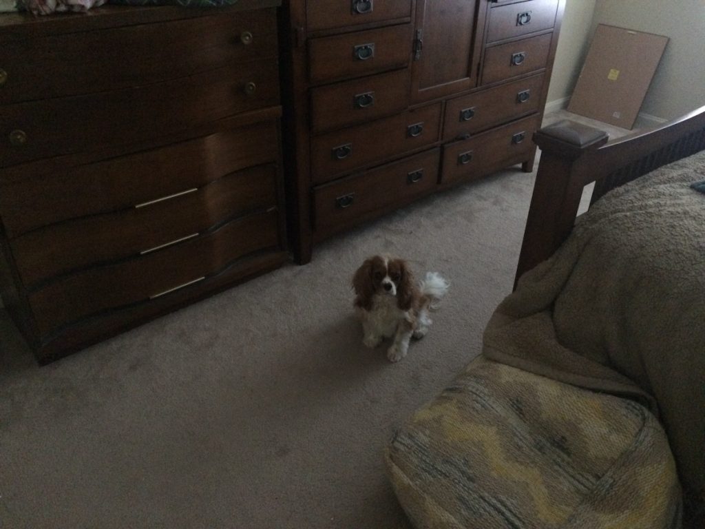 Time Yourself! How Long Does it Take to Execute Your Home Defense Plan? Protecting the people and the pets we love. This is why we practice, and train, and obsess about home defense.