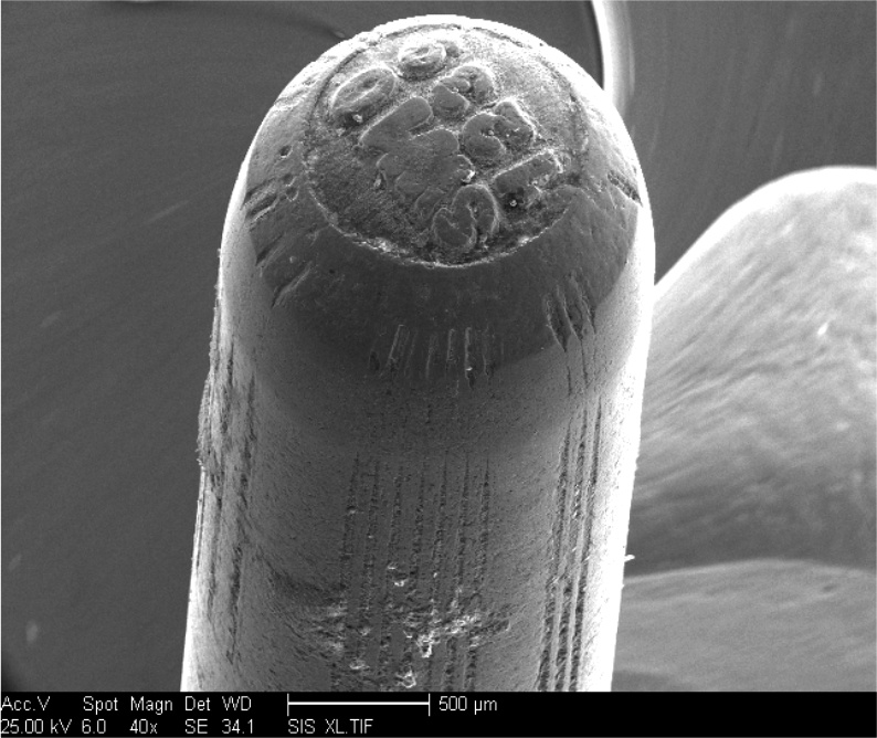 California: Microstamping Challenged, Extra Waiting Period Back In microstamping-wear