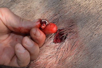 Cartridge Showdown: The 30-'06 — Awesome or Awful? Cartridge Showdown: The 30-'06 — Awesome or Awful?