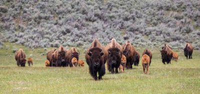 National Park Service Seeking Volunteer Grand Canyon Bison Hunters