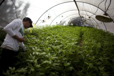 Maryland Gun Owners Forced to Choose Between Firearms and Medical Marijuana Marijuana