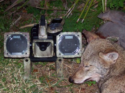 Killing Coyotes 101 - Daytime and Night Hunting Problem Coyotes