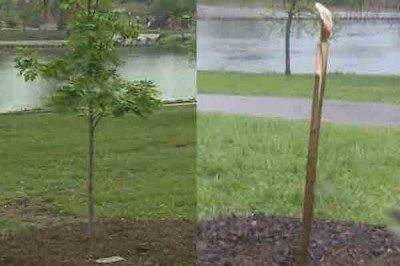 Michael Brown's Memorial Tree Vandalized