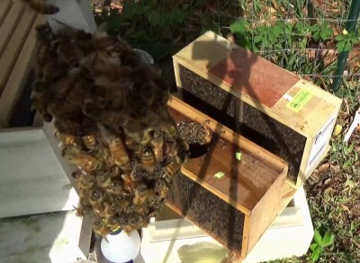 Prepping 101: Installing Package Bees