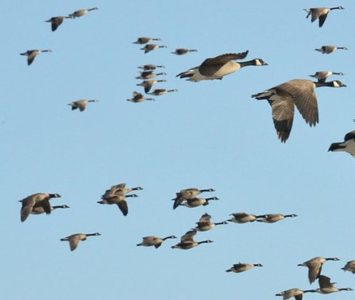 Top Five Tips for Hunting Waterfowl