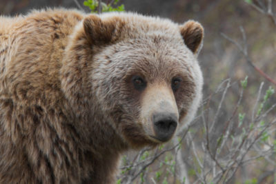 Federal Judge Blocks Grizzly Hunt Two Days before Opening Day Federal Judge Blocks Grizzly Hunt Two Days before Opening Day