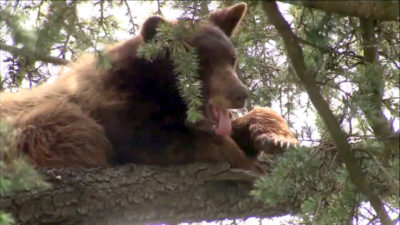 California Bowhunter Mauled by Bear in San Bernardino Made Costly Mistake