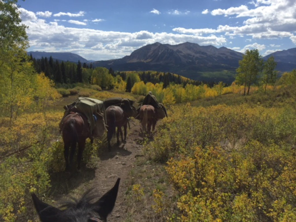 Bagging a Billy Bagging a Billy