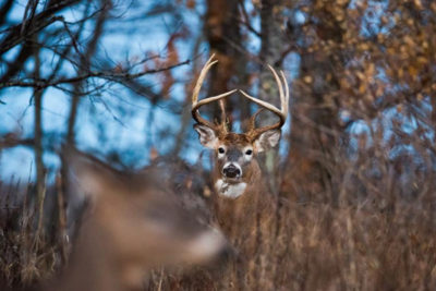 States Across the Country Fight to Stop the Spread of Chronic Wasting Disease