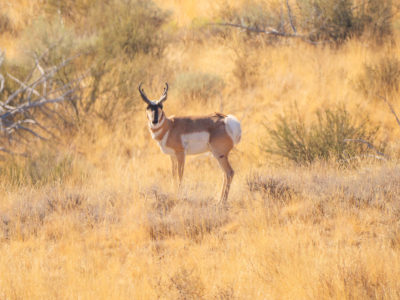 Bowhunting Pronghorn: Success Despite Mistakes