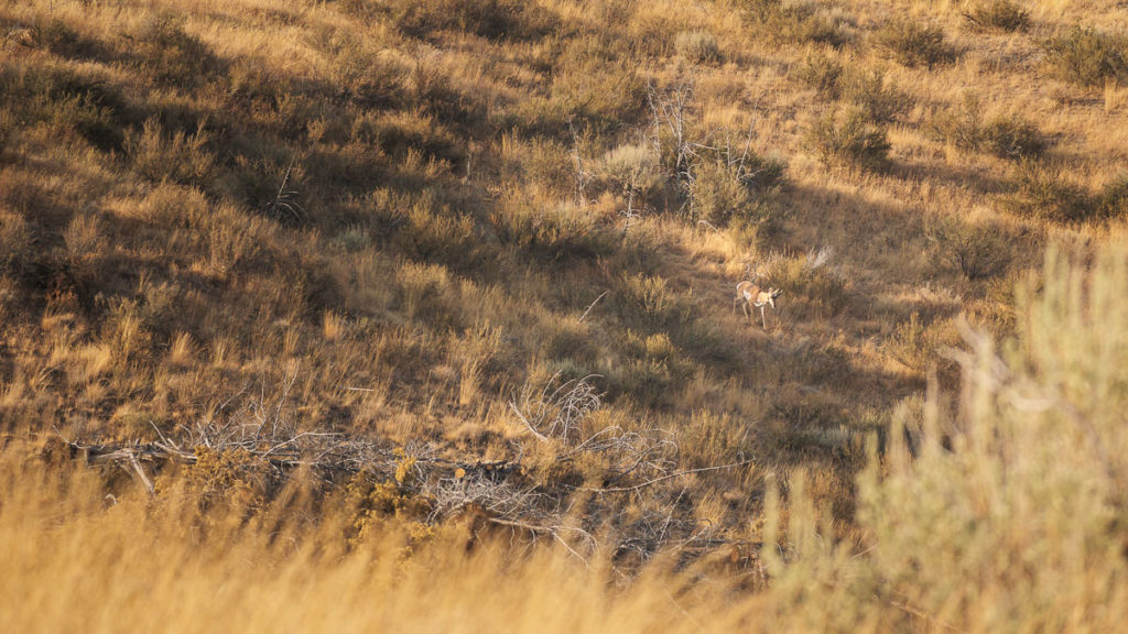 Bowhunting Pronghorn: Success Despite Mistakes Bowhunting Pronghorn: Success Despite Mistakes