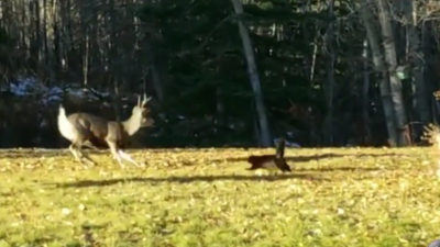 Kitten Fights Two Deer and Wins, Caught on Video