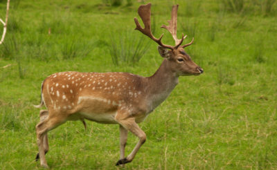 Deer Gene Discovery Could Lead to Treatments for Human Bone Replacement