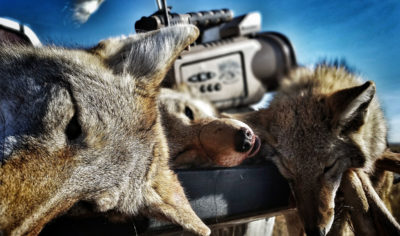 Conquering Cover – A Guide to Calling Coyotes Anytime, Anywhere