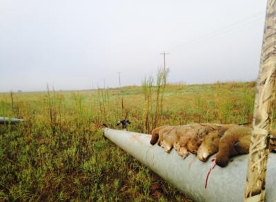 Sweat, Blood, and Birds: 5 Tips for September Dove Fields