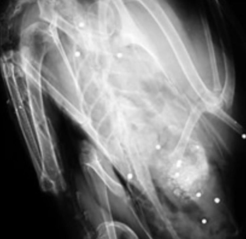 Steel Shot Steel Shot