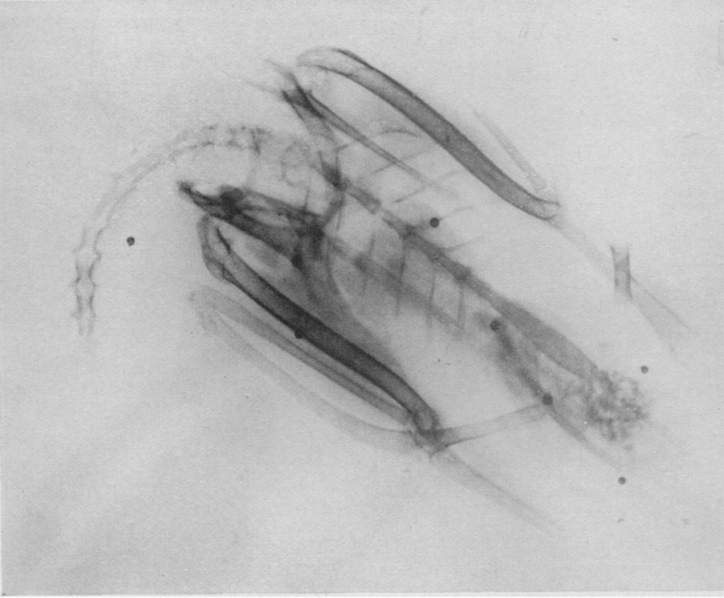 Steel Shot Steel Shot