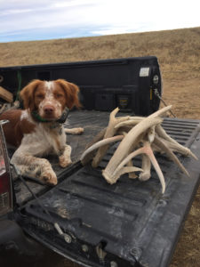Shed Hunting - Tips For Success