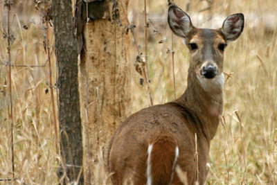Michigan Votes to Cut Back on Deer Sterilization in Favor of Hunting