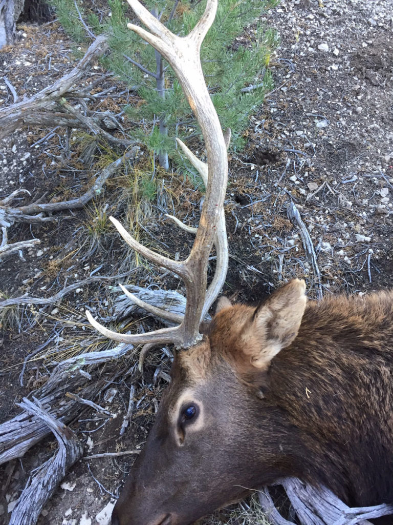 Elk Draw - Tips For Success Elk Draw - Tips For Success