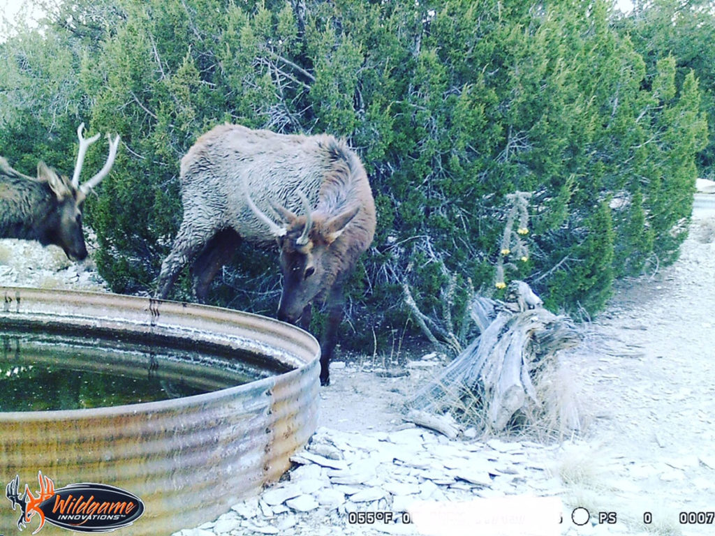 Elk Draw - Tips For Success Elk Draw - Tips For Success