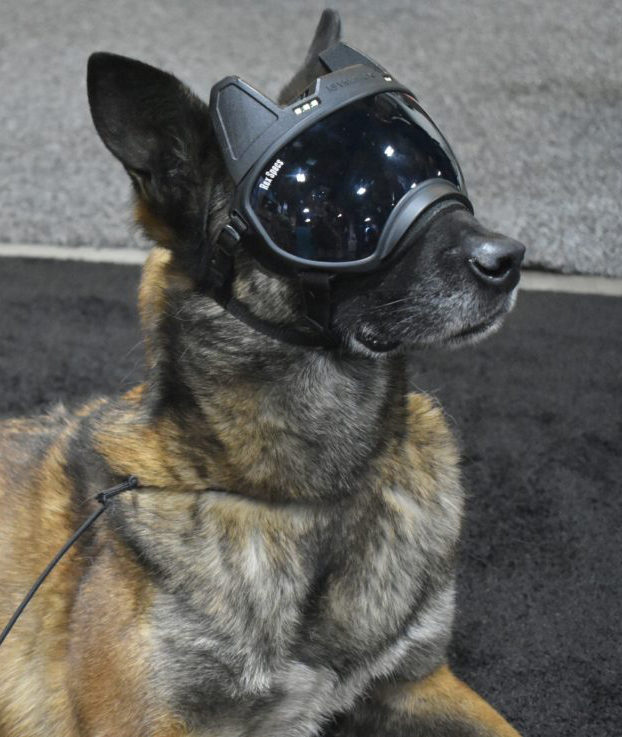 Dog Goggles With A Video Camera in Them? Yep, Rex Specs Does That