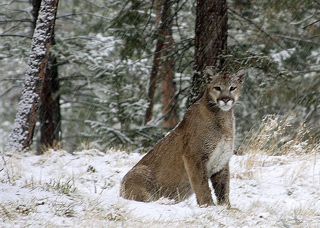 Mountain Lions Spotted Encroaching on Colorado Residents Mountain Lions Spotted Encroaching on Colorado Residents