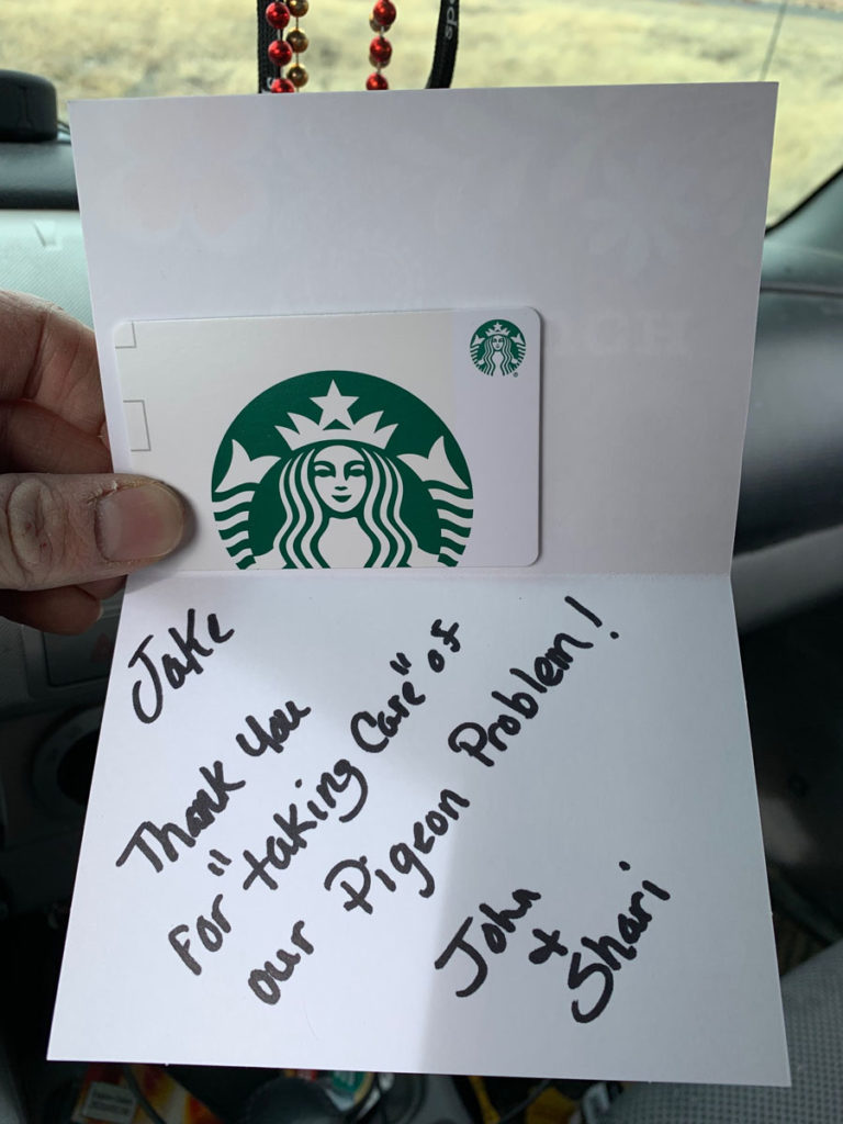 Pigeon Hunting - Hunt Year Round Pigeon Hunting - Hunt Year Round