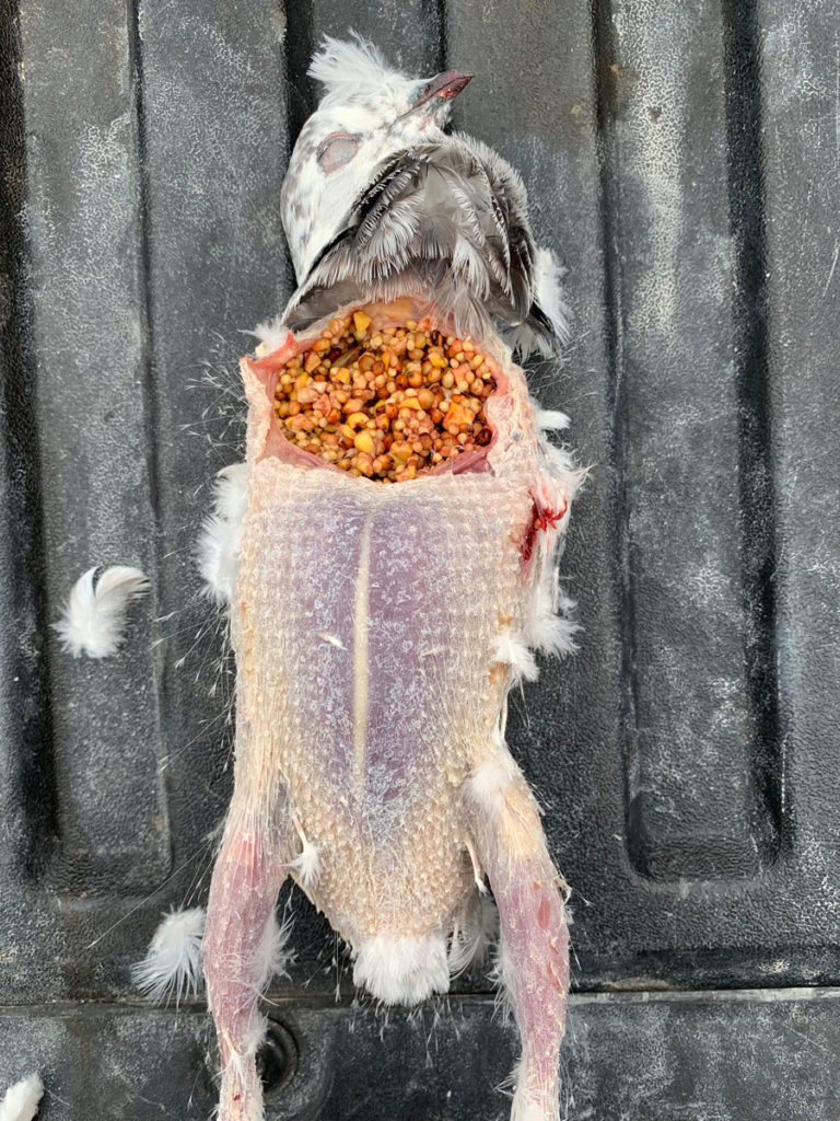 Pigeon Hunting - Hunt Year Round Pigeon Hunting - Hunt Year Round