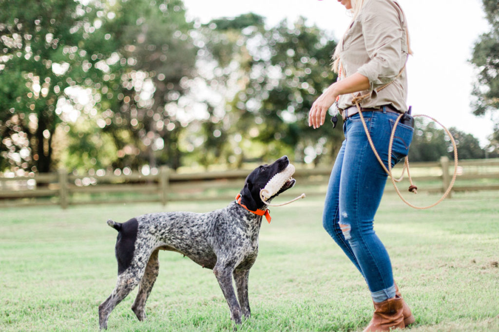 Hunt Dog Training – Getting Back to Basics Hunt Dog Training – Getting Back to Basics