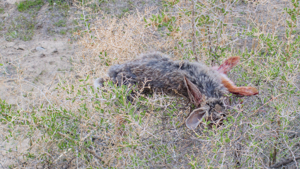 You Should Hunt More Rabbits You Should Hunt More Rabbits