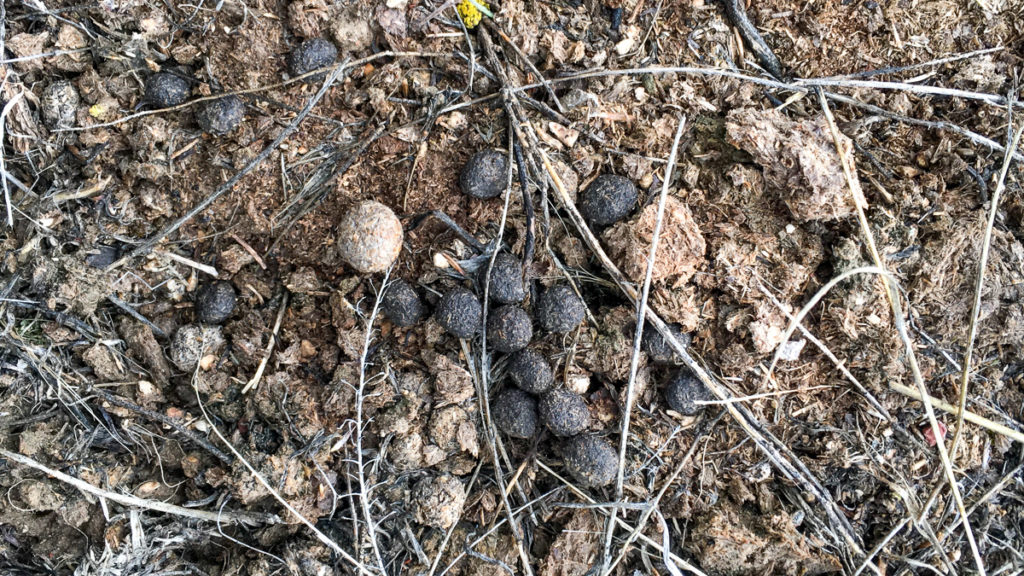 You Should Hunt More Rabbits You Should Hunt More Rabbits