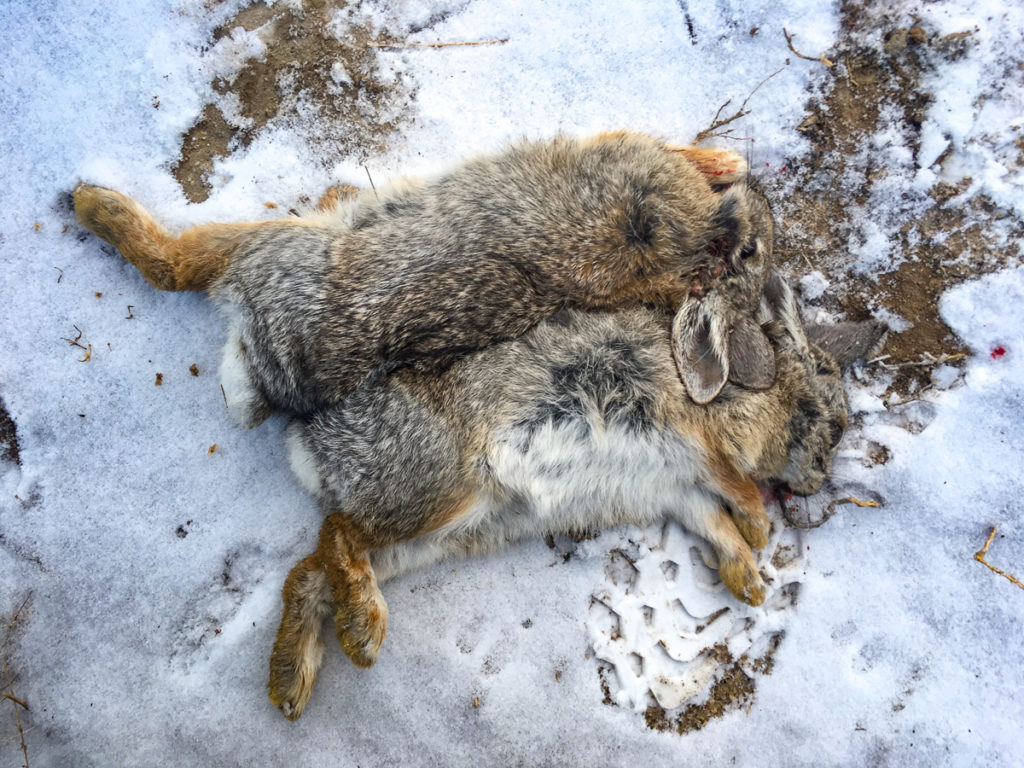 Simple Gourmet: Easy Rabbit Stew Simple Gourmet: Easy Rabbit Stew