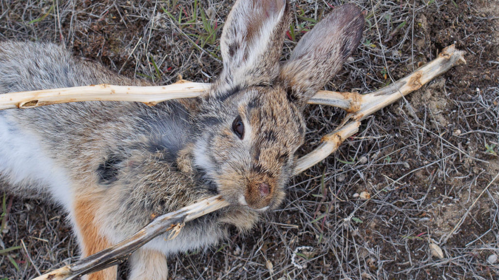 You Should Hunt More Rabbits You Should Hunt More Rabbits