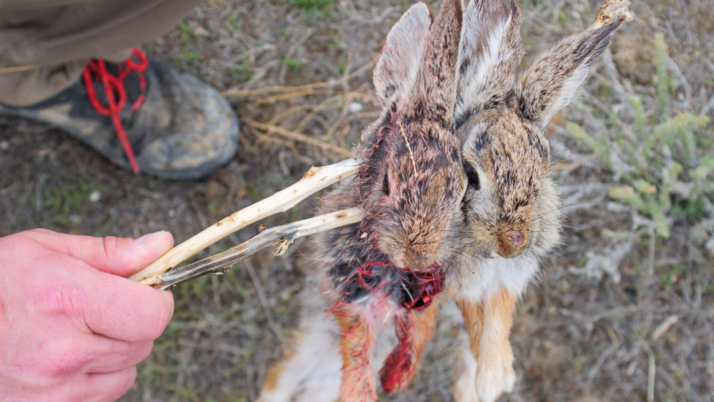 You Should Hunt More Rabbits You Should Hunt More Rabbits