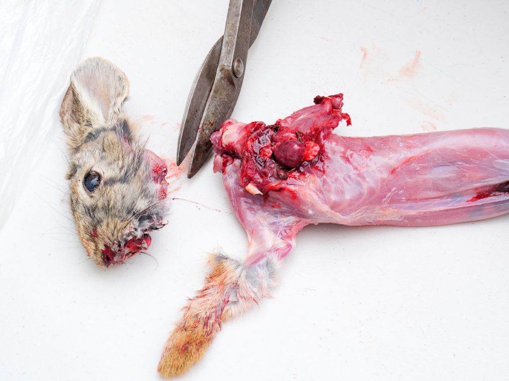 You Should Hunt More Rabbits You Should Hunt More Rabbits