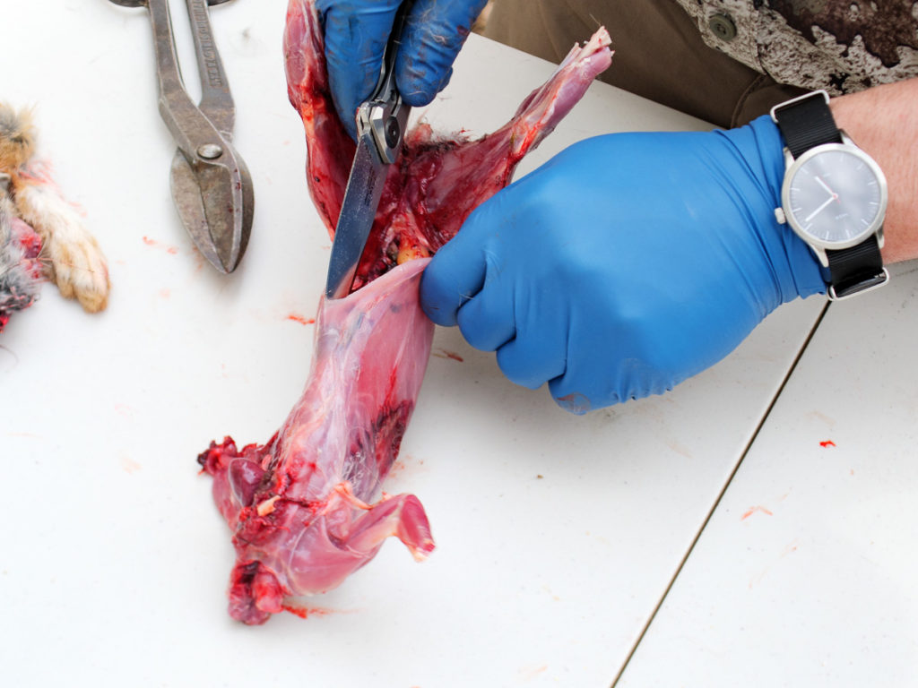 You Should Hunt More Rabbits You Should Hunt More Rabbits