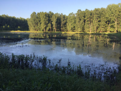 Getting Your Wetland Ready for Fall 2019