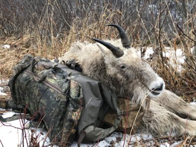 Alaskan Mountain Goat Hunt: Cold, Wet and Exhausted